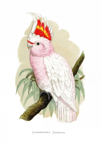 Puzzle en bois représentant un cacatoès de Leadbeater, plumage rose tendre et crête flamboyante, style naturaliste du 19e siècle.