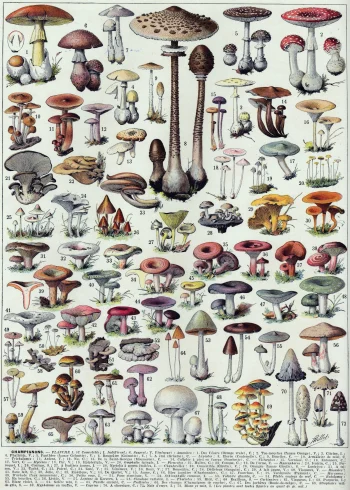 Puzzle en bois représentant une planche ancienne illustrée de champignons comestibles et toxiques, riche en détails.