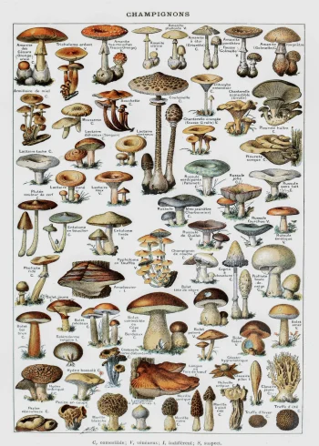 Puzzle en bois illustrant une planche de champignons comestibles et vénéneux, design artisanal élégant.