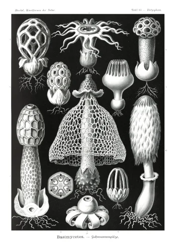 Puzzle en bois représentant des champignons noirs et blancs, inspiré des œuvres d'Ernst Haeckel, mêlant art et biologie.