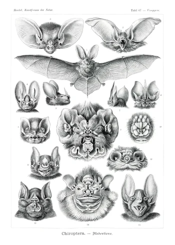 Puzzle en bois représentant des chauves-souris vintage d'Ernst Haeckel, alliant science et art.