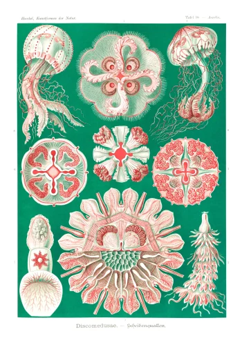 Puzzle en bois représentant des méduses aurélies d'Ernst Haeckel, avec des détails organiques en vert et rose.