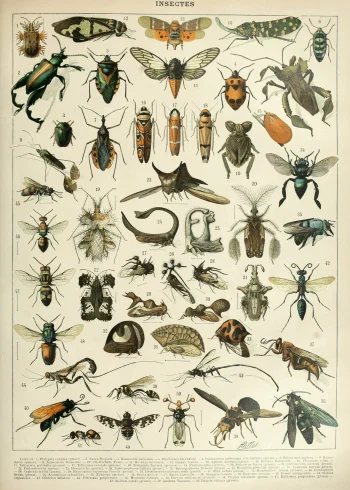 Puzzle en bois représentant une planche encyclopédique d'insectes naturalistes, riche en détails et couleurs.