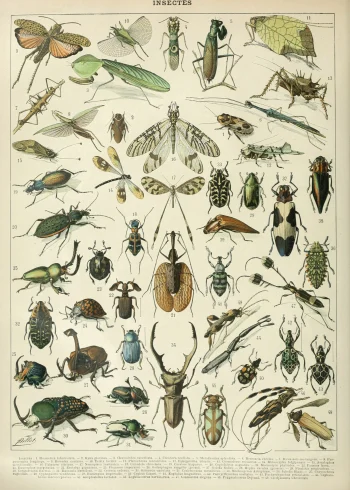 Puzzle en bois représentant une collection d'insectes illustrés avec précision, sur fond naturel.
