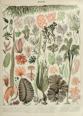 Puzzle en bois représentant une illustration botanique d'algues marines du XIXe siècle, élégance naturelle.