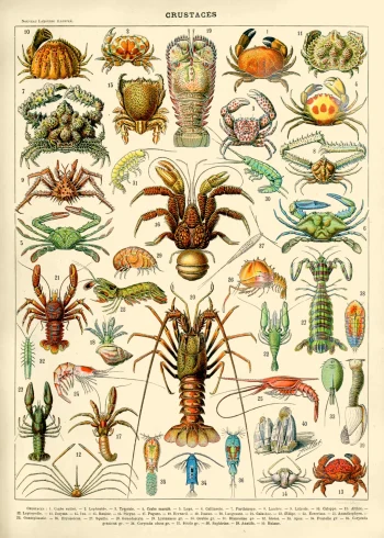 Puzzle en bois représentant des crustacés inspirés des planches d'histoire naturelle du XIXe siècle, aux teintes cuivrées et marines.