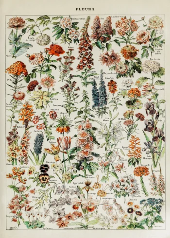 Puzzle en bois Les Fleurs I, illustrant des fleurs anciennes avec des détails raffinés et des couleurs vives.