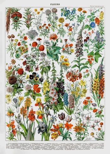 Puzzle en bois représentant des planches botaniques anciennes avec des fleurs variées et tiges élancées.