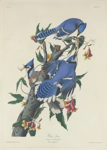 Puzzle en bois illustrant des geais bleus majestueux sur une branche fleurie, capturant la beauté de la nature.