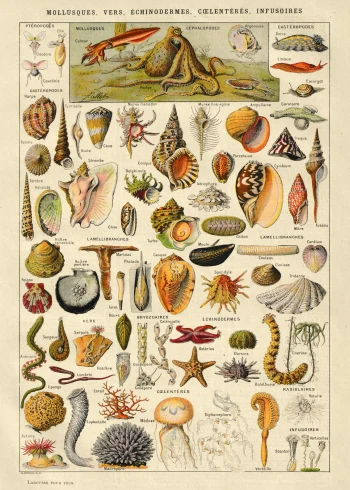 Puzzle en bois illustrant des mollusques et coquillages, riche en détails aquatiques et couleurs douces.