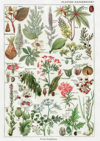 Puzzle en bois représentant des plantes toxiques du XIXe siècle, illustrées avec précision.