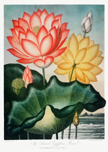 Puzzle en bois représentant un lotus sacré dans une composition inspirée des estampes botaniques du XIXe siècle.
