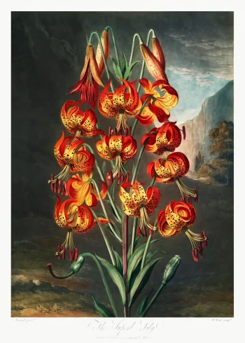 Puzzle en bois représentant un lys tigré flamboyant sur fond de paysage romantique, œuvre botanique du XVIIIe siècle.