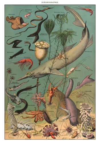Puzzle en bois illustrant la faune marine avec des créatures abyssales et coraux délicats.