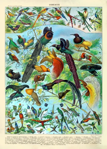 Puzzle en bois représentant une planche ornithologique d'oiseaux de paradis aux plumages flamboyants.