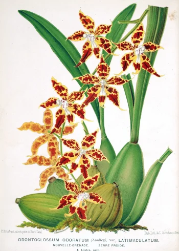 Puzzle en bois représentant une orchidée tachetée sur fond de motifs colorés, inspiré d'une illustration du XIXe siècle.