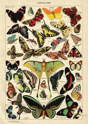 Puzzle en bois représentant une planche scientifique ancienne de papillons aux ailes irisées, avec des motifs délicats et colorés.