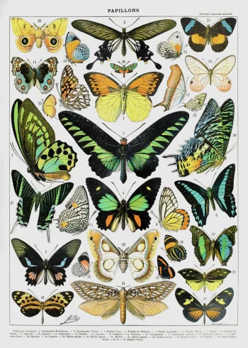 Puzzle en bois illustrant une planche scientifique ancienne de papillons exotiques aux ailes irisées et reflets émeraude.