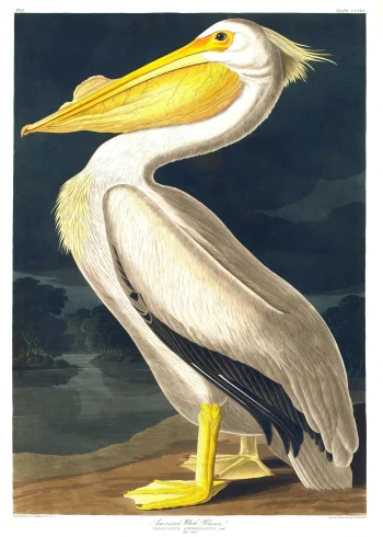 Puzzle en bois représentant un pélican blanc d'Amérique sur un rivage sombre, inspiré de John James Audubon.