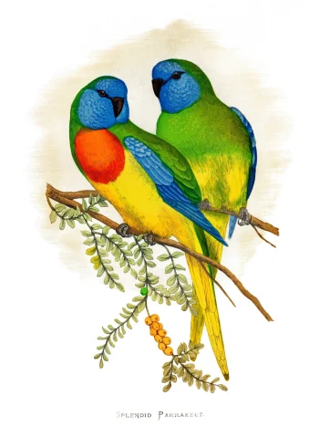 Puzzle en bois représentant des perruches multicolores sur une branche d'acacia, inspiré des gravures du 19e siècle.