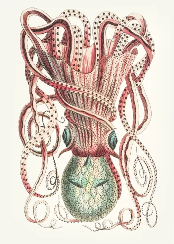 Puzzle en bois représentant une pieuvre aux tentacules ondulants et aux yeux turquoise, inspiré d'une planche marine du XVIIIe siècle.