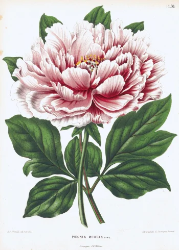 Puzzle en bois représentant une pivoine Paeonia Moutan aux nuances douces de rose et rouge, entourée de feuilles vertes éclatantes.