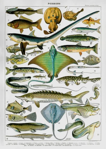 Puzzle en bois illustrant une planche scientifique ancienne de poissons, avec une diversité de créatures aquatiques.