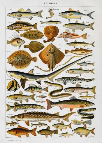 Puzzle en bois représentant une planche d'ichtyologie ancienne avec une variété de poissons marins et d'eau douce.