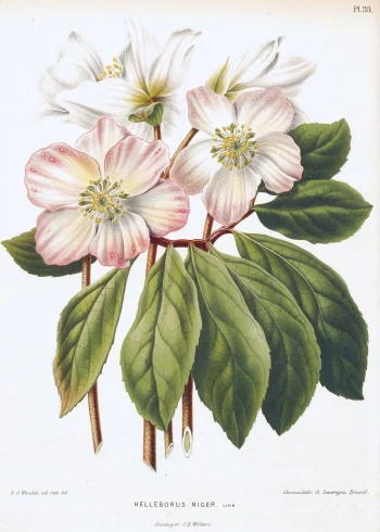 Puzzle en bois représentant une élégante rose de Noël, gravure naturaliste d'Helleborus niger sur fond apaisant.
