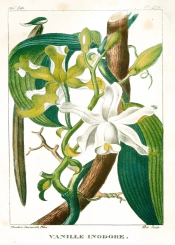 Puzzle en bois représentant une orchidée vanille sur fond naturel, avec des fleurs étoilées blanc crème.